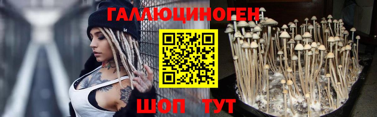 Галлюциногенные грибы Psilocybine cubensis  Кострома 